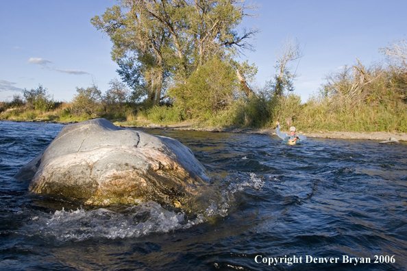 Flyfisherman swimming the river with waders full of water.  