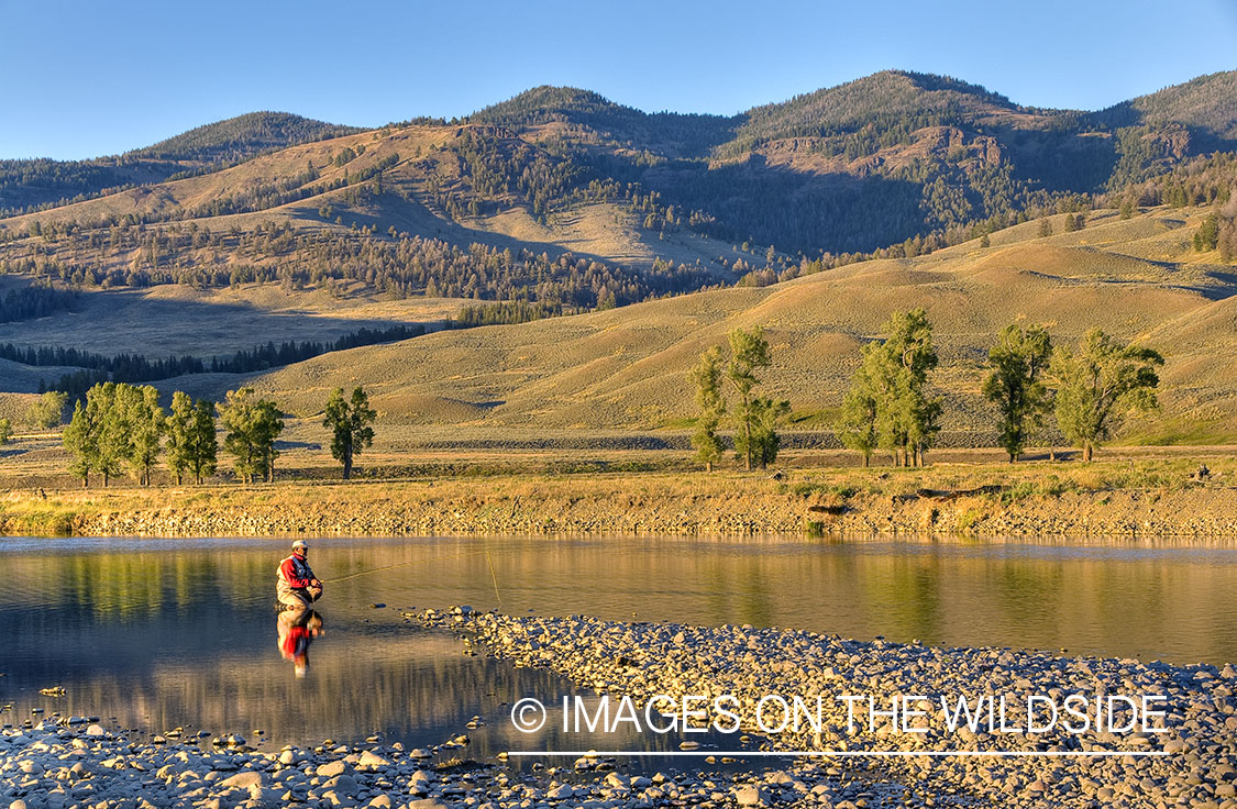 Flyfishing on Lamar River, Yellowstone National Park. 