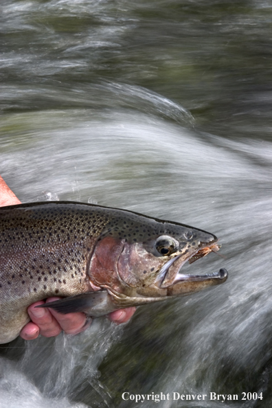 Close-up of rainbow trout on fly.