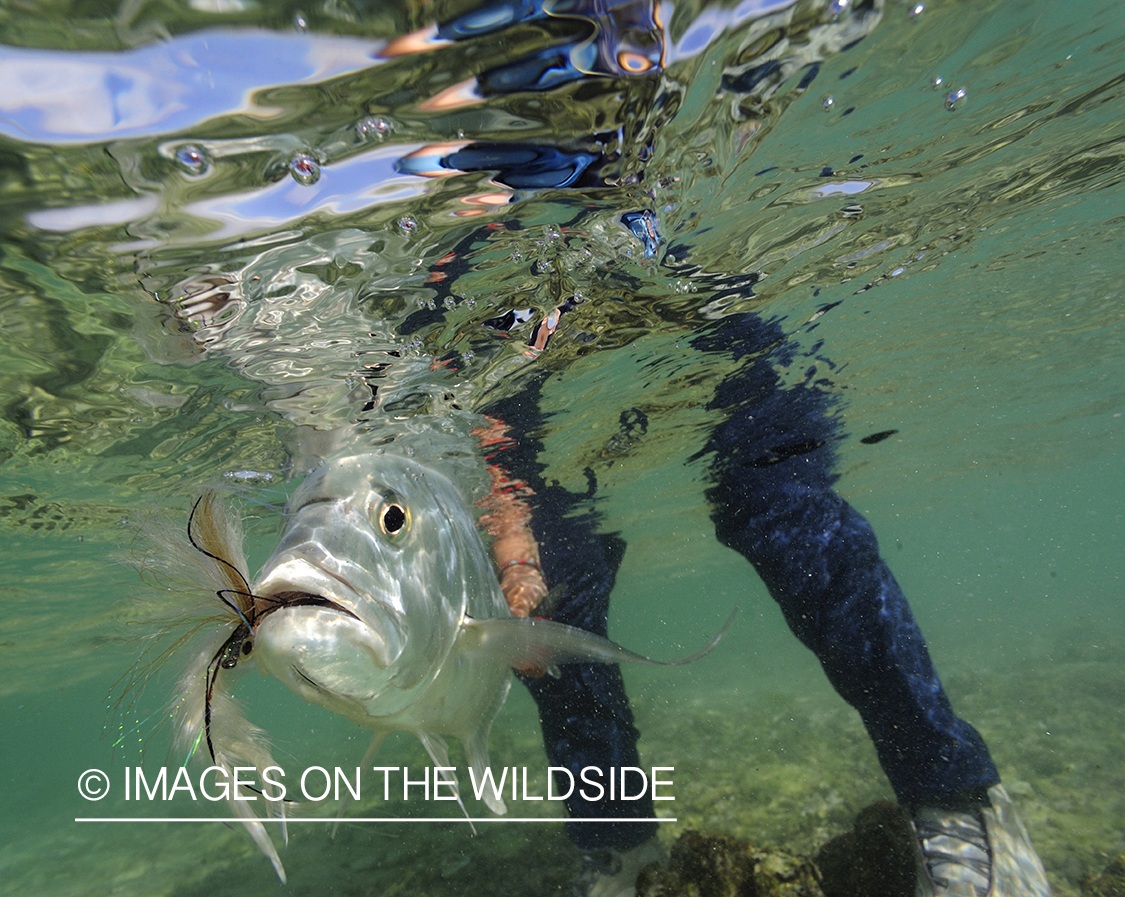 Flyfisherman with giant trevally.