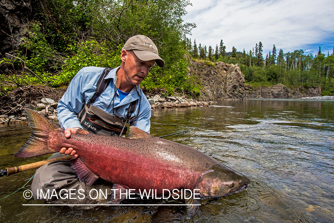 Flyfisherman with king salmon on Nakina River, British Columbia.