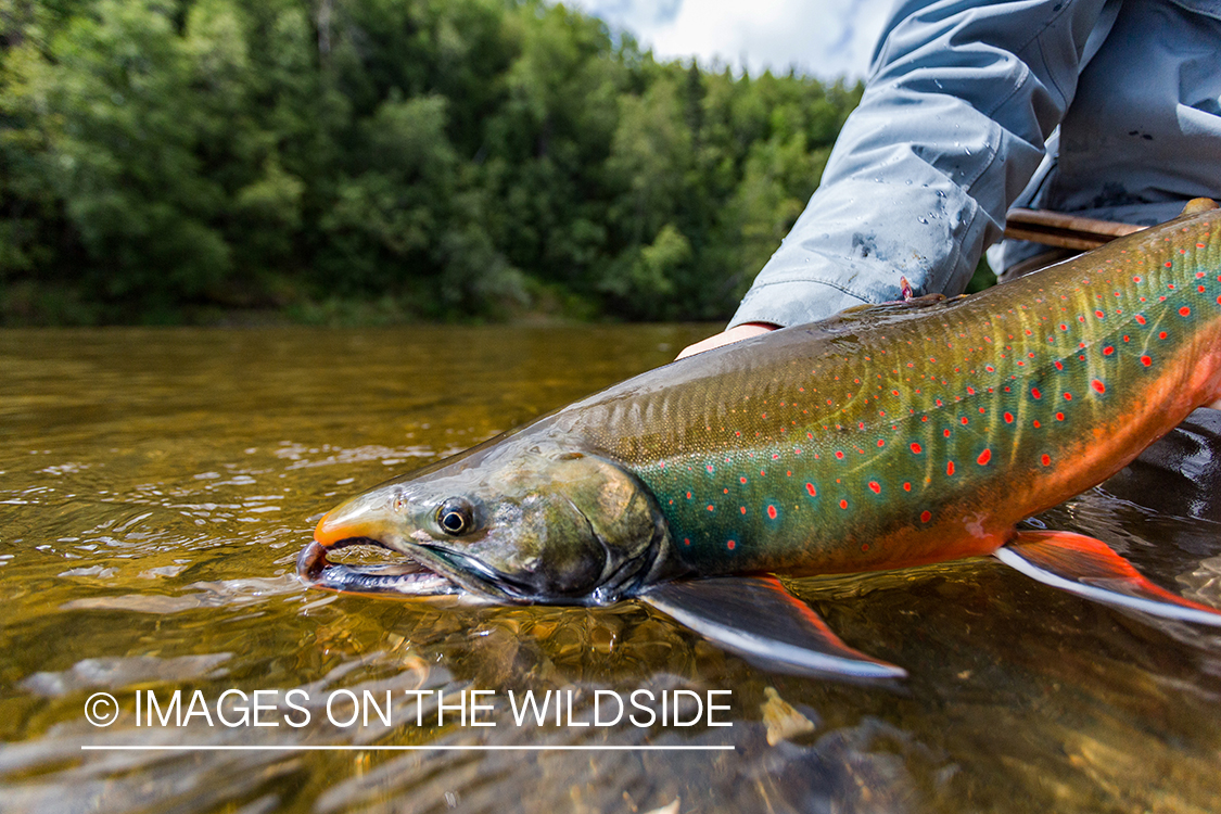 Dolly Varden. Nushagak River, Alaska.