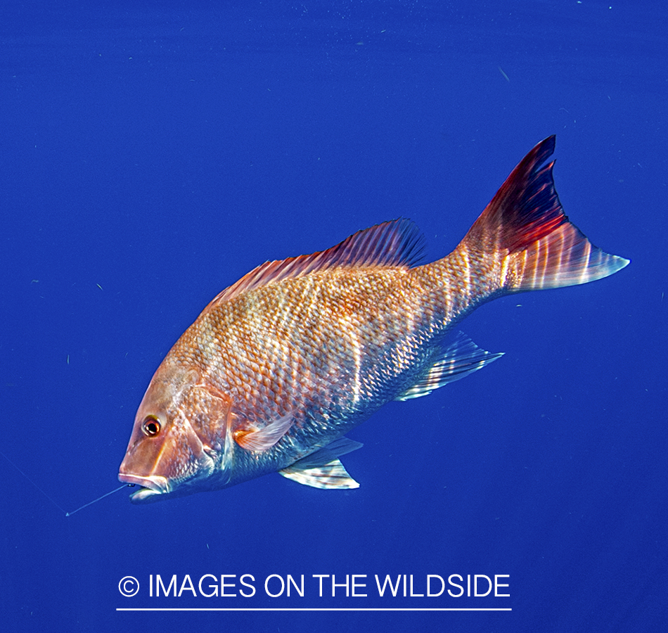 Red Snapper in ocean.