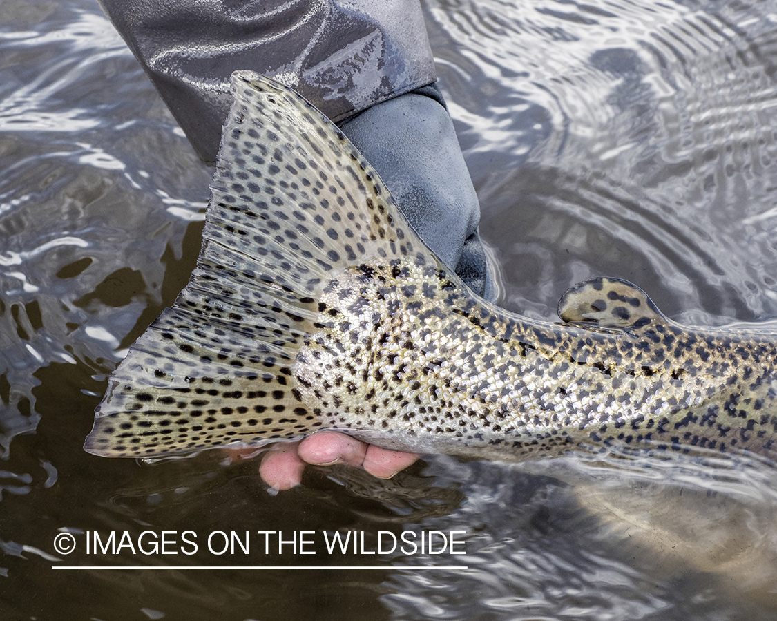 Tail fin of sea run brown trout.