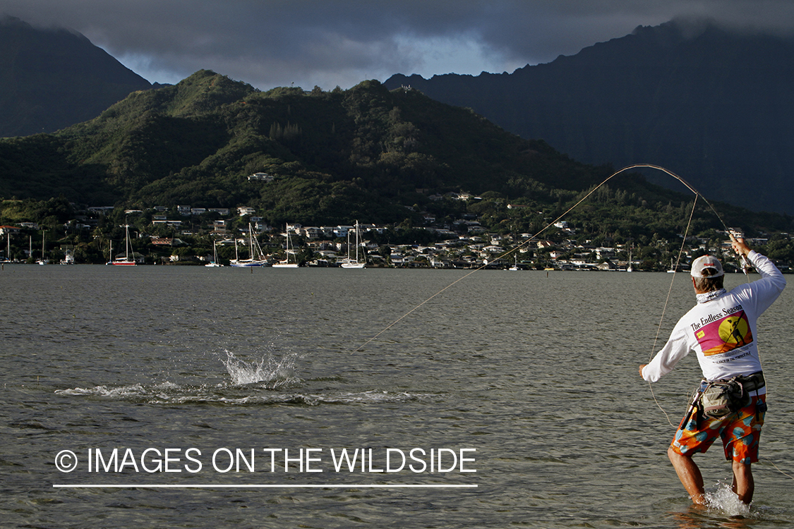 Saltwater flyfisherman fighting bonefish from flats, in Hawaii.