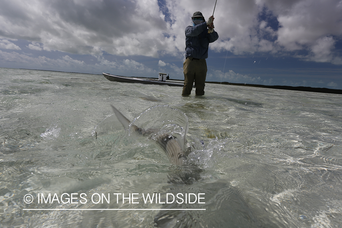 Flyfisherman fighting bonefish.