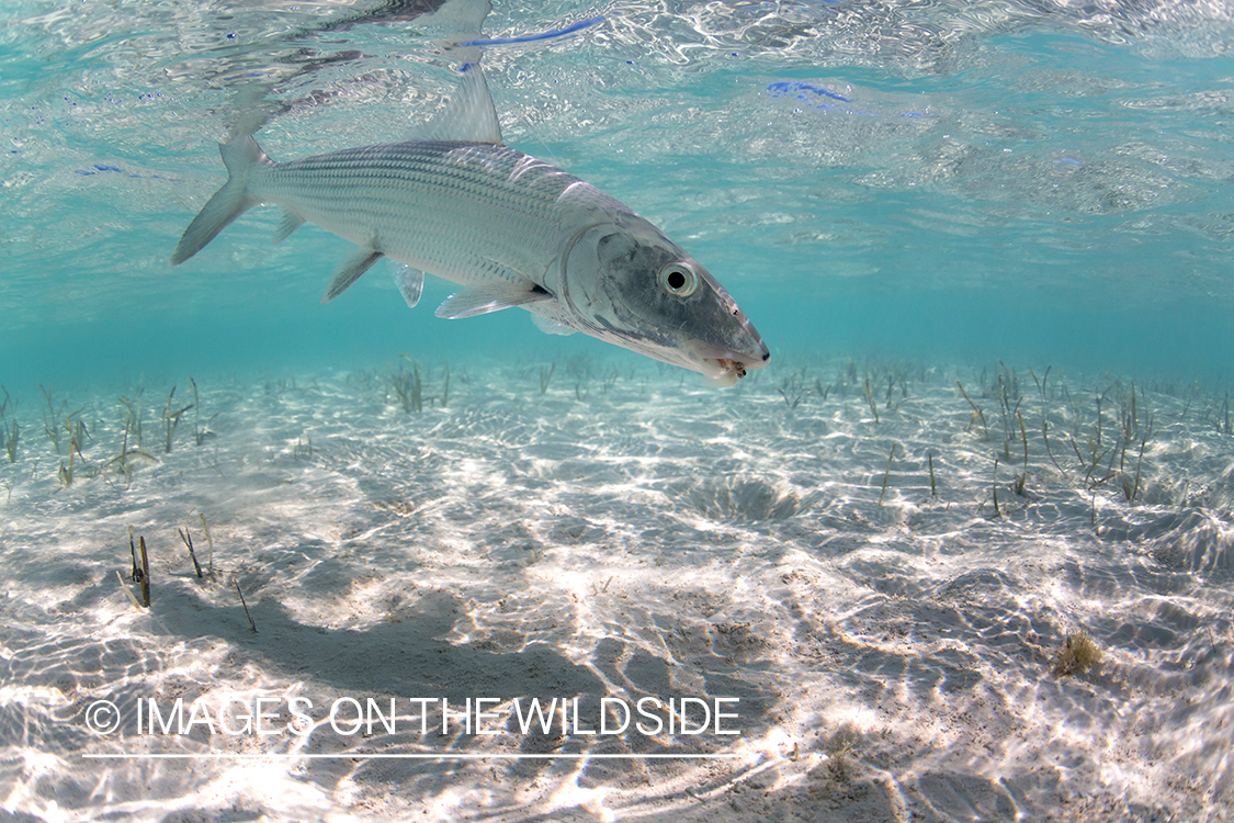 Flyfisherman releasing Bonefish.