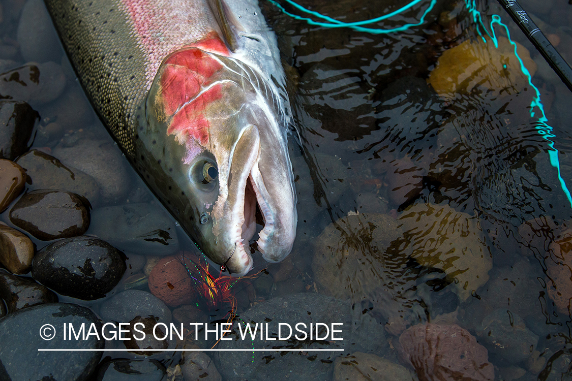 Steelhead fishing