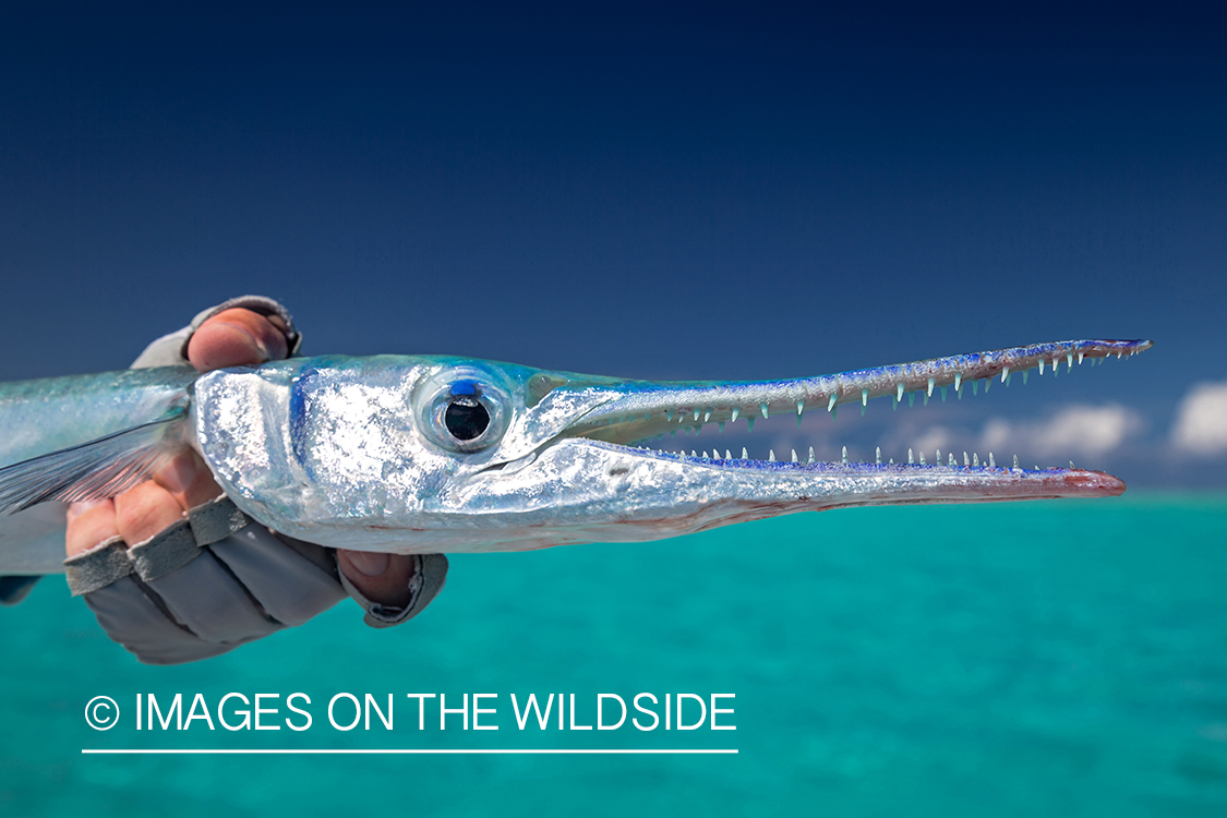 Flyfisherman with needlefish. 