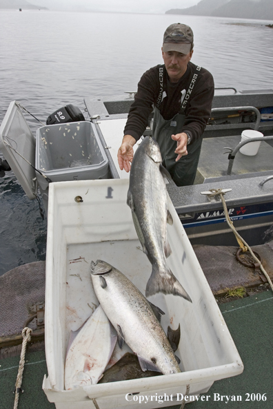 Salmon being transferred off the boat.   