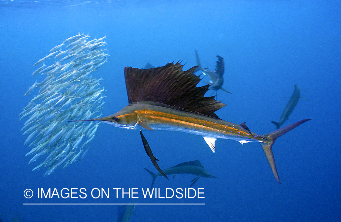 Atlantic sailfish hunting bait fish in open ocean.