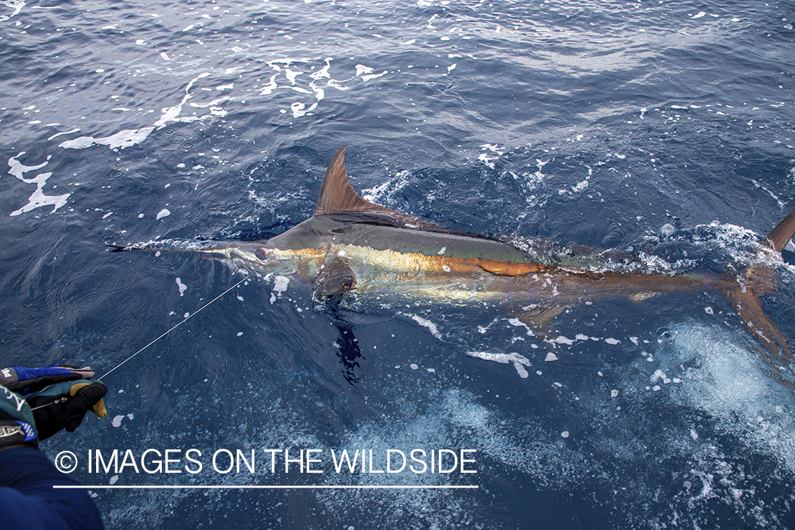 Marlin (blue) on the line.