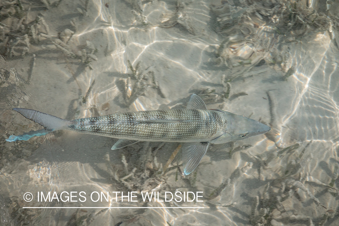 Bonefish underwater