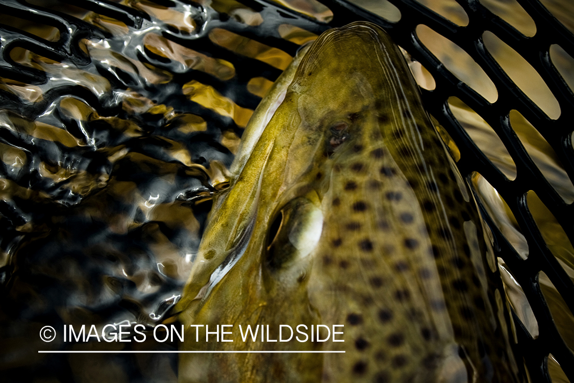 Brown trout in net.