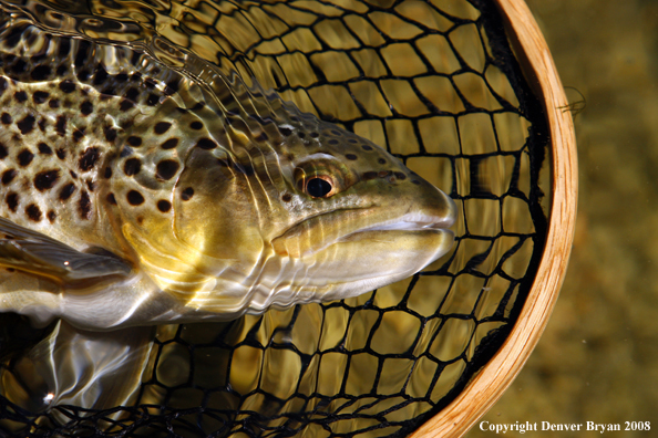 Brown Trout in habitat