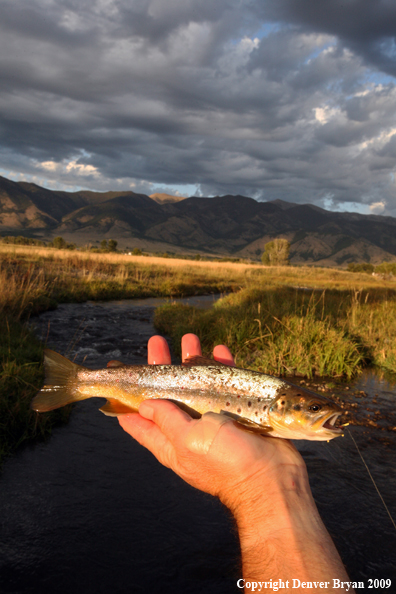 Flyfisherman with brown trout