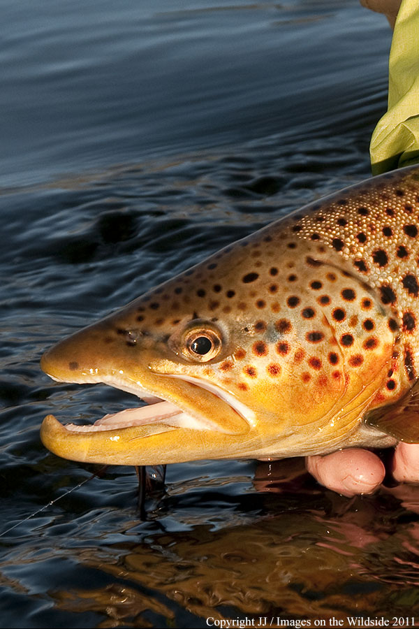 Brown trout. 