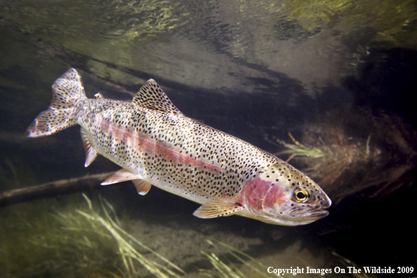 Rainbow Trout