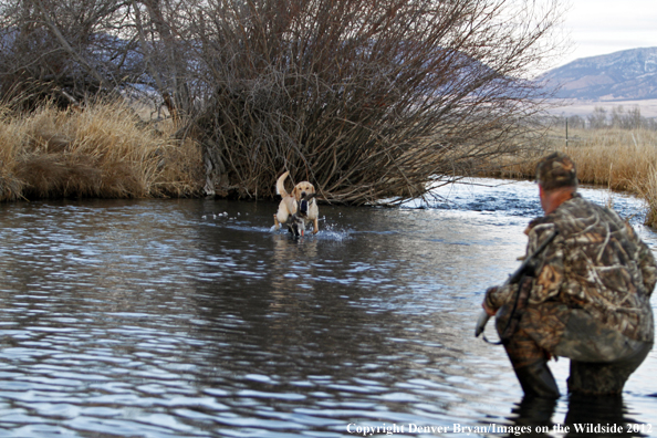 Yellow Labrador Retriever fetching mallard. 