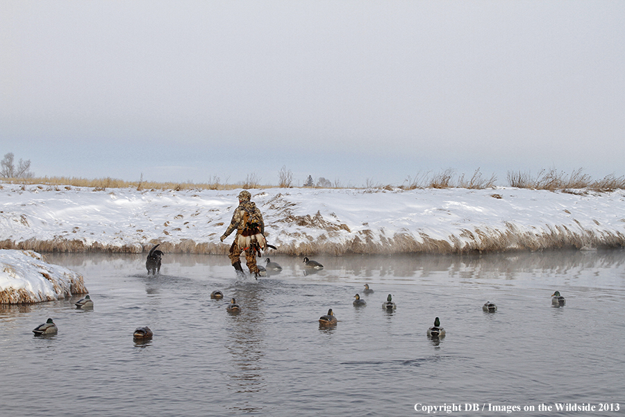 Waterfowl hunter and dog with decoys.