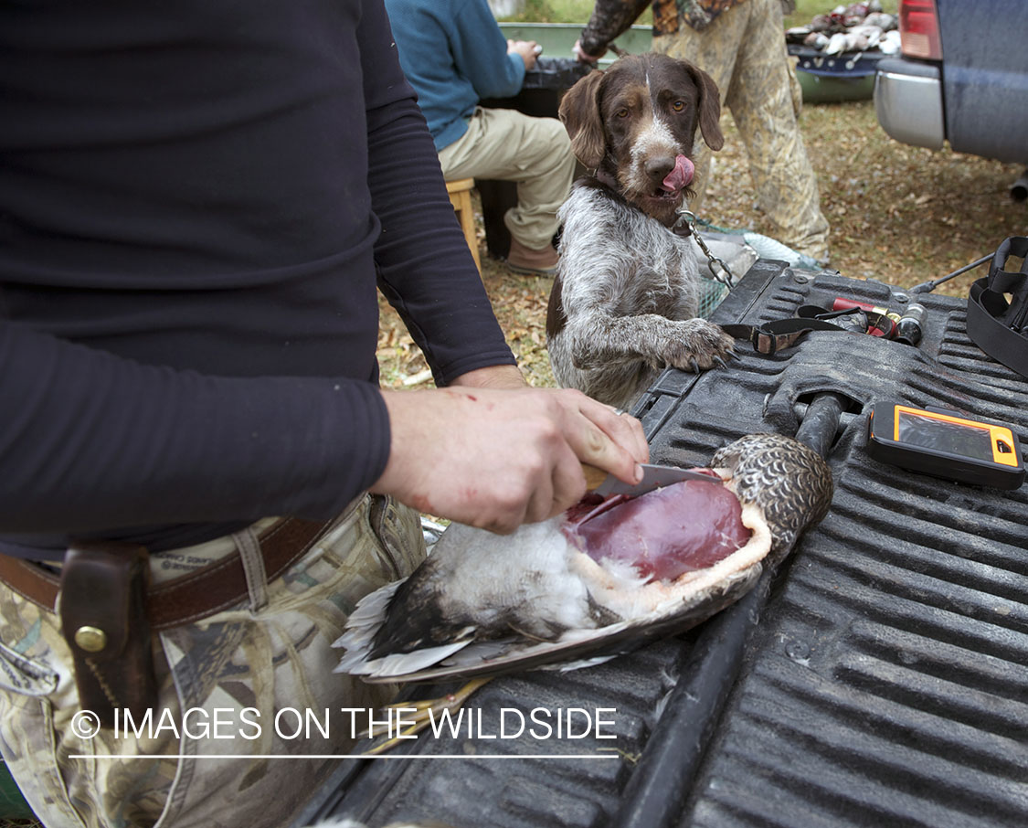 Owner and german wirehair pointer cleaning waterfowl.