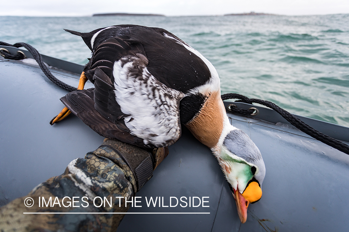 King Eider and Long-tailed duck hunting in Alaska, downed King Eider duck.