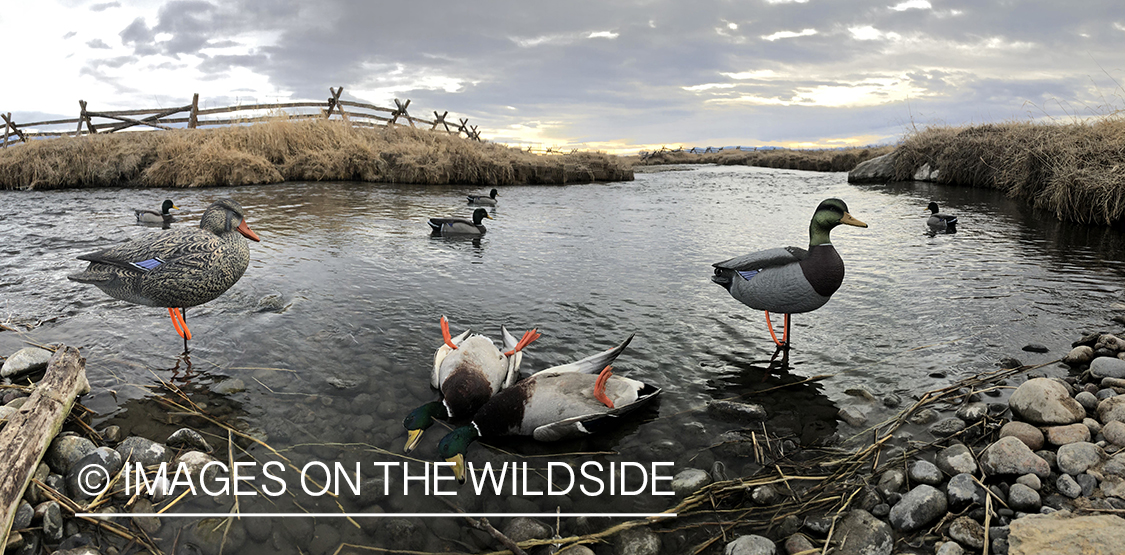 Bagged mallards with decoys.