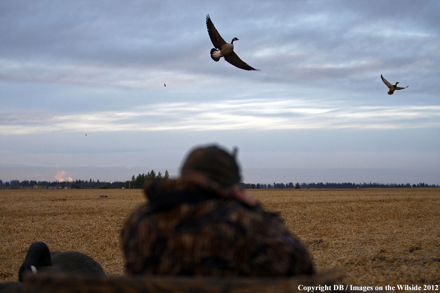 Hunter shooting canada geese