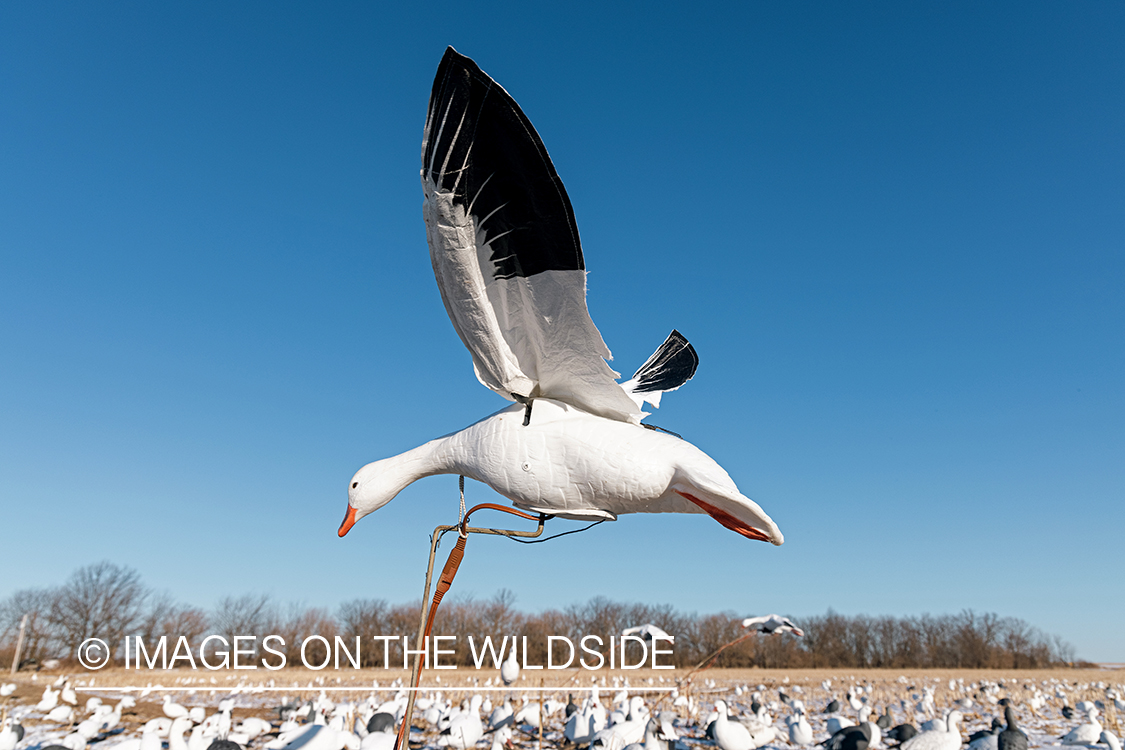 Snow goose decoy.