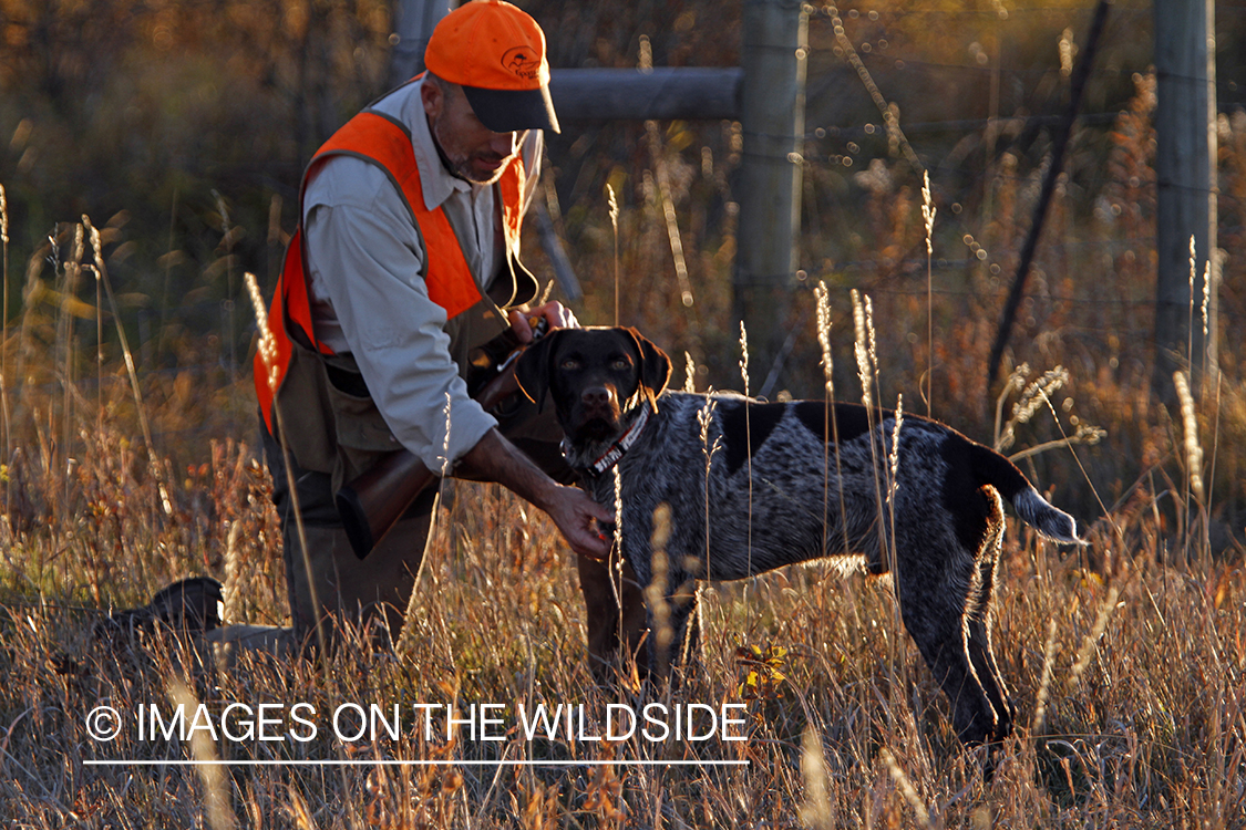 Upland game bird hunter in field with Griffon Pointer.