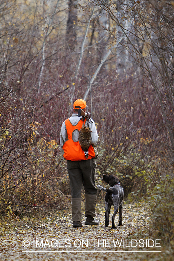 Pheasant hunter in field with Griffon Pointer.