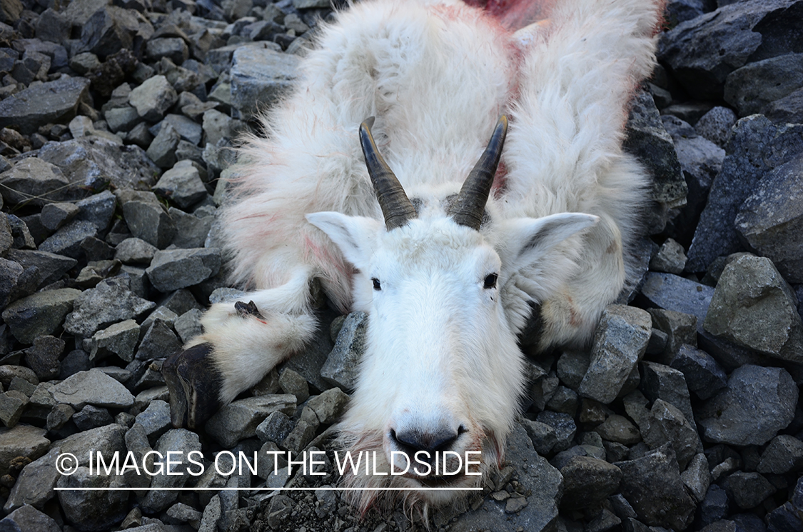 Stone sheep and Mountain goat hunting.