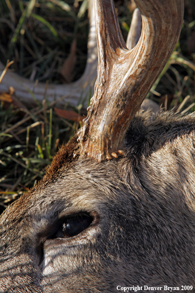 Hunter-Killed whitetail buck.