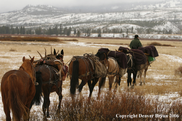 Elk hunters with bagged elk in horse packstring.  