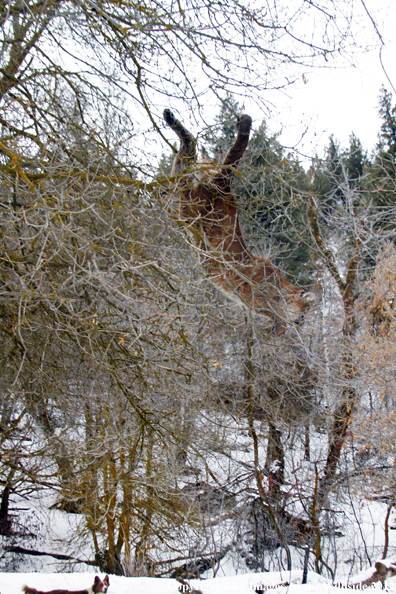 Mountain lion jumping from tree. 