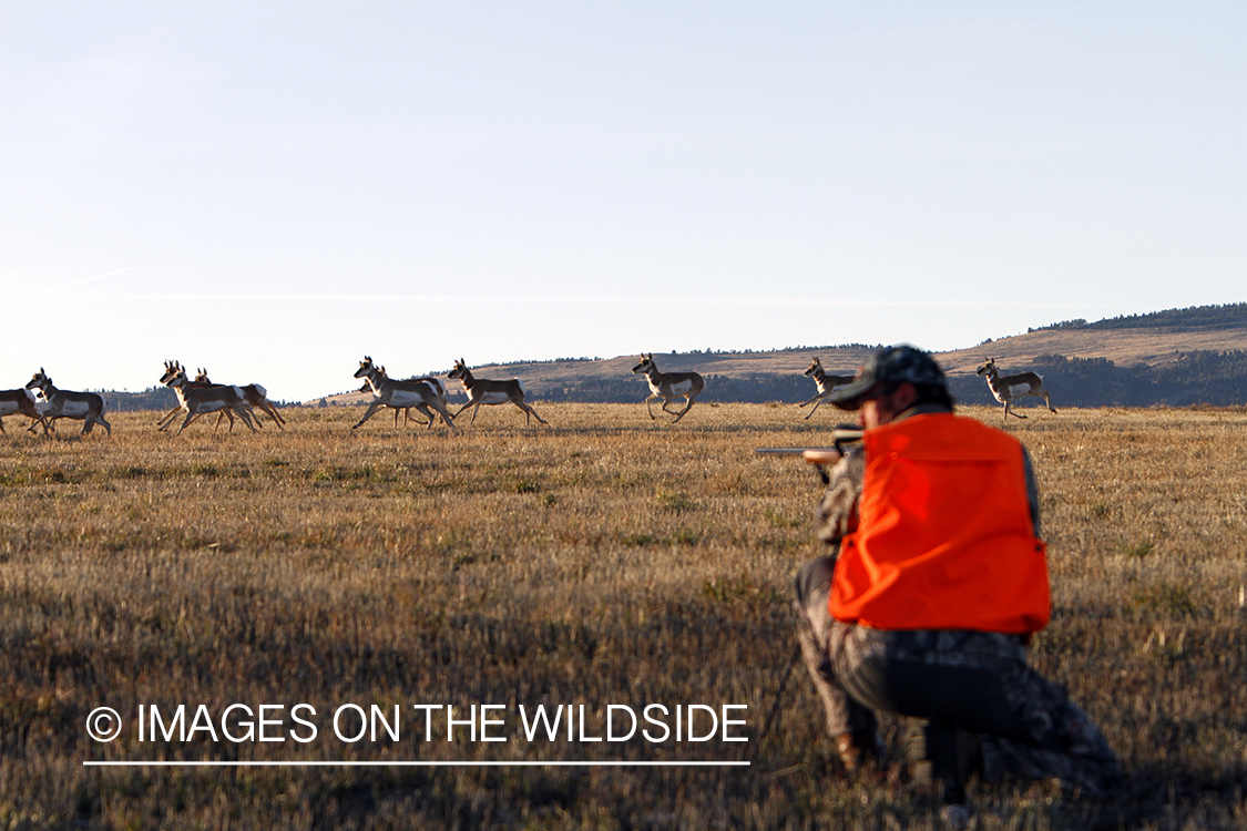 Pronghorn Antelope hunter shooting fleeing antelope in field.