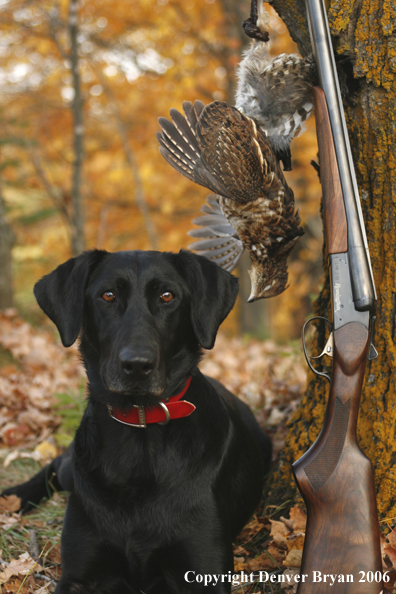 Black Labrador Retriever with bagged grouse and gun in woods