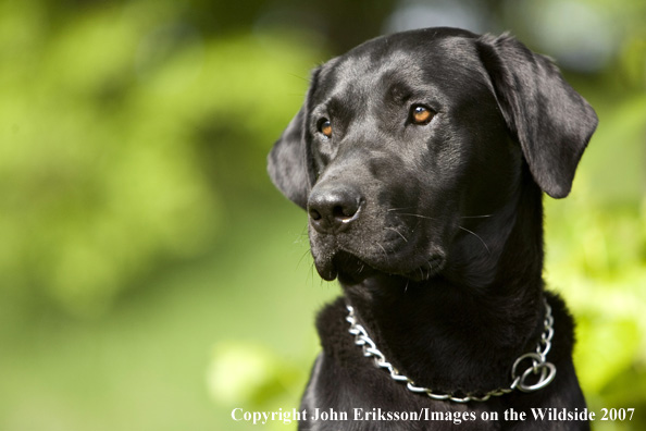 Black Labrador Retriever