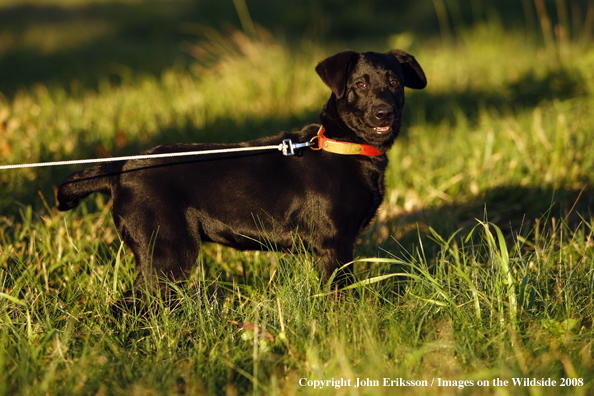 Black Labrador Retriever in field