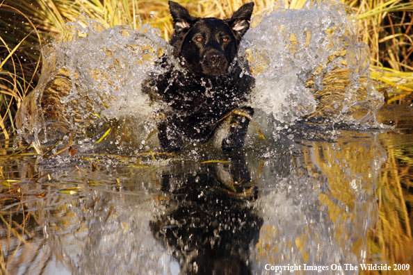 Black Labrador Retriever