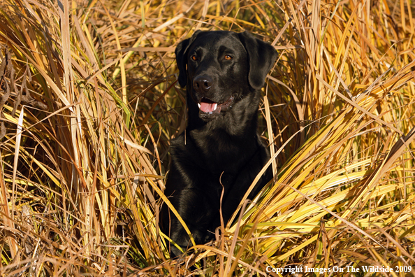 Black Labrador Retriever