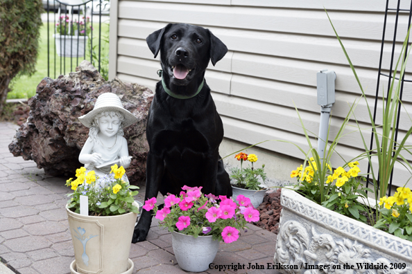 Black Labrador Retriever