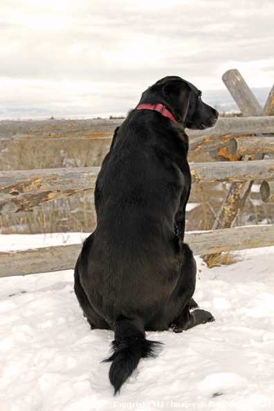 Black Labrador Retriever in winter. 