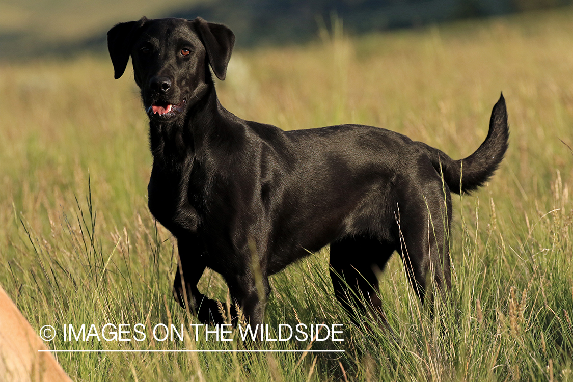 Black Lab in field.