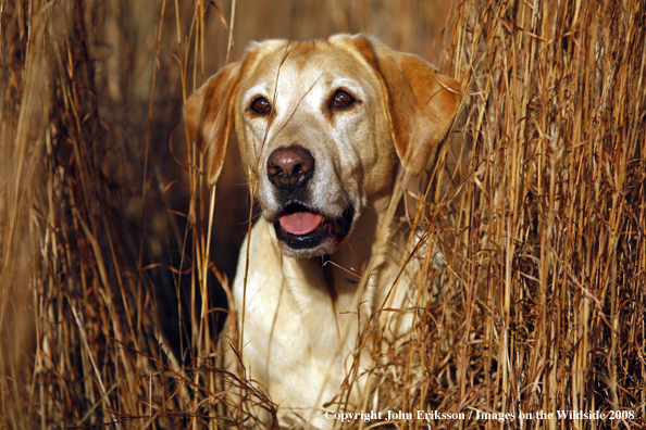 Yellow Labrador Retriever in field