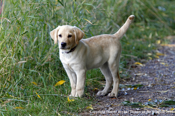 Yellow Labrador Retriever Puppy 