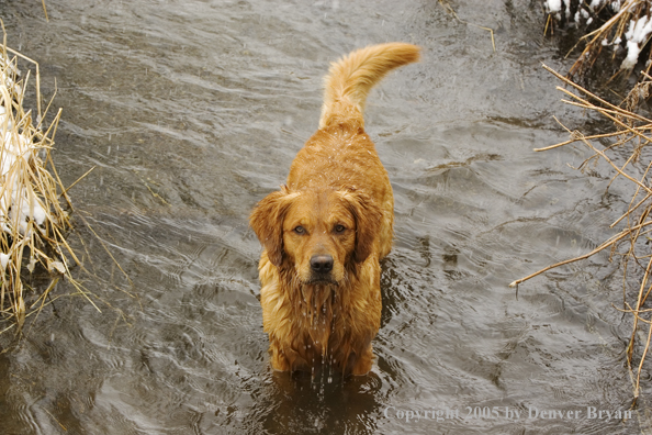 Golden Retriever in stream.