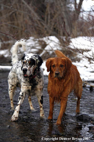 Golden Retriever in the water.