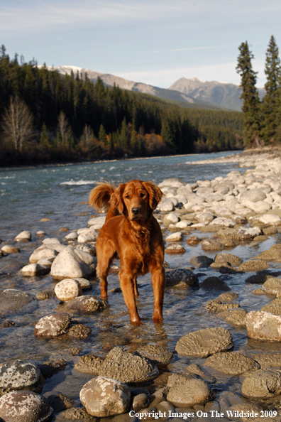 Golden Retriever