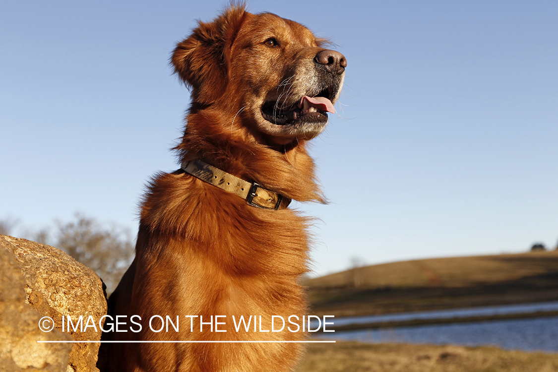 Golden Retriever sitting on rock.